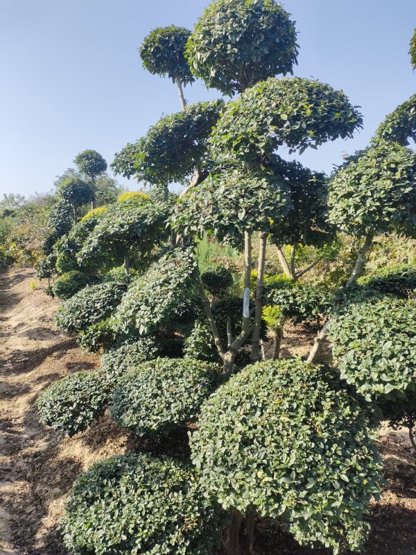 小叶女贞造型树