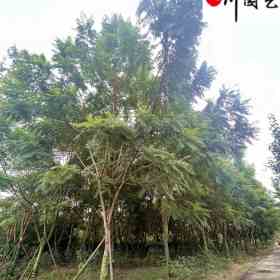 成都藍花楹苗圃清地 18-22公分藍花楹處理價 降價處理！