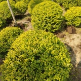 麻城亮晶女貞造型價格，麻城亮晶女貞苗價，麻城亮晶球價格