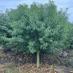 碧桃 青葉碧桃 花桃粗4-20公分