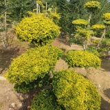 1米亮晶女貞造型價格，3米亮晶女貞造型價格，亮晶女貞規(guī)格齊全