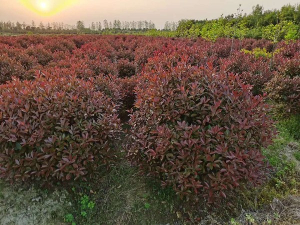 紅葉石楠