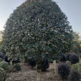 桂花樹(shù)的價(jià)值，桂花樹(shù)規(guī)格報(bào)價(jià)，桂花樹(shù)粗度冠幅與售價(jià)