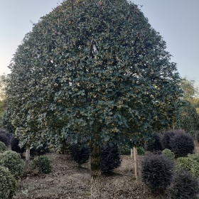 桂花树的价值，桂花树规格报价，桂花树粗度冠幅与售价