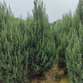 松柏树的寓意文化，松柏树哪里产地直销，为什么大量种植松柏