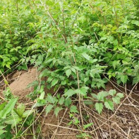 基地批發(fā)，30-60高凌霄，凌霄小苗，產(chǎn)地直銷