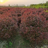 刺柏树！松柏树，桧柏树，塔桧柏，侧柏，龙柏树供应