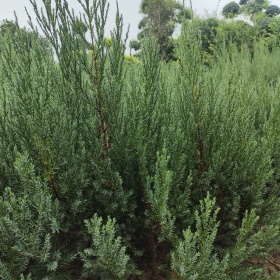 柏树种植寓意，柏树品种介绍，柏树产量用处报价