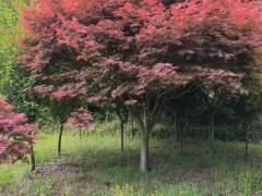 基地常年供，3-8公分红枫，红枫小苗，产地批发