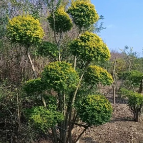 亮晶女贞造型球报价表，亮晶女贞品种价值，亮晶女贞绿化价值