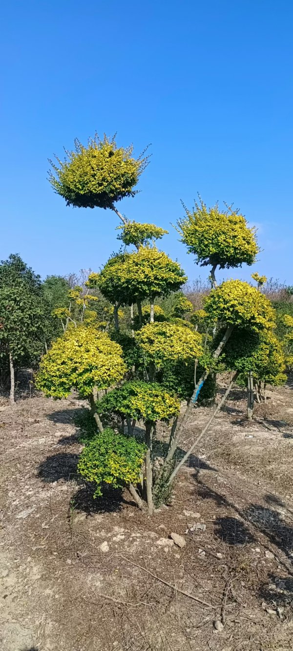 亮晶女贞