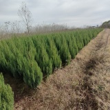 資陽塔柏樹小苗，資陽塔柏樹基地，益陽1-2米高塔柏樹