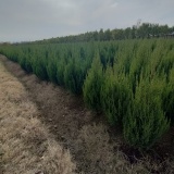 自貢塔柏樹(shù)小苗，自貢塔柏樹(shù)基地，自貢1-2米高塔柏樹(shù)