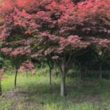 苗圃直銷，蜀檜，紅楓，楓楊，灑金柏，金葉榆，龍柏，