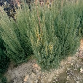 兰州圆柏树价格，兰州圆柏生态种植，兰州圆柏树景观绿化