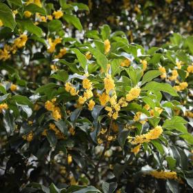 四季桂月桂花树，单杆桂花丛生桂花树，嫁接桂花籽播桂花树