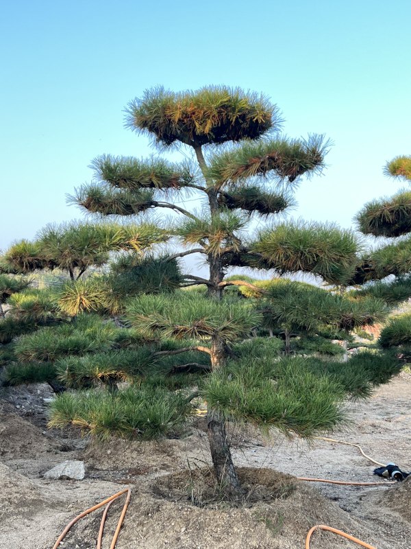 造型油松