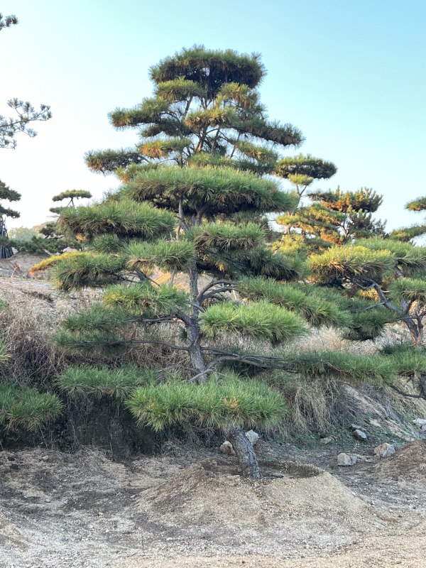 造型油松