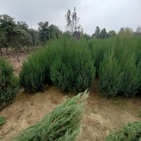 滁州塔柏樹售價，蕪湖塔柏樹價格表，黃山塔柏退林低價