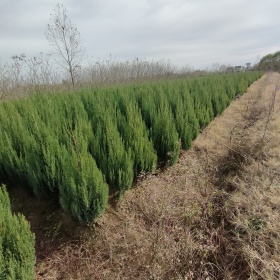 龍柏樹綠化價(jià)值，龍柏樹苗木信息，龍柏樹種植技術(shù)