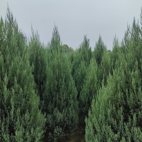 西北荒山綠化造林樹種圓柏樹種植經(jīng)濟(jì)前景