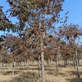 当前12公分秋紫白蜡市场价格，秋紫白蜡报价