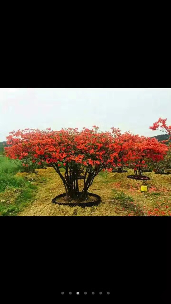 广东花木网求购信息(广东花木场都在哪些地方)